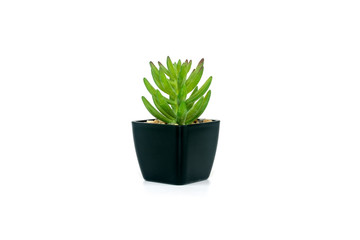 green plant in a pot on white background