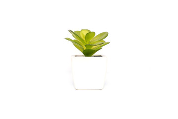 green plant in a pot on white background