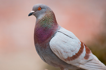Pigeon portrait spectacular detail 