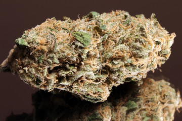 Obraz premium Medical Marijuana. Sativa hybrid.