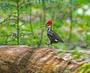 Pileated Woodpecker searching for insects in dead wood.
