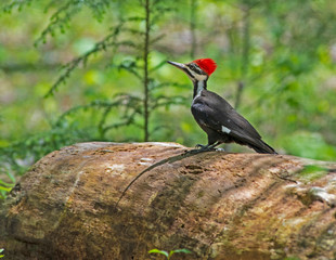 Pileated Woodpecker searching for insects in dead wood.