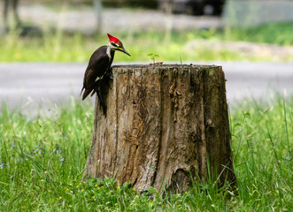 Pileated Woodpecker searching for insects in dead wood.
