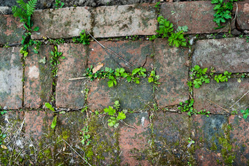 old brick wall or overgrown road