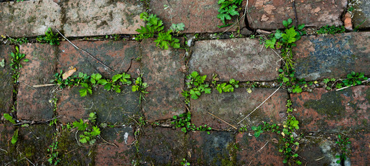 old brick wall or overgrown road