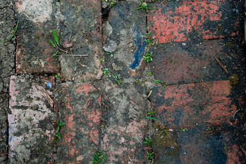 old brick wall or overgrown road