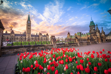 View of Canada Parliament building in Ottawa during tulip festival - obrazy, fototapety, plakaty