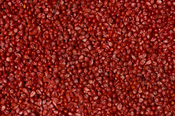 Dry red corn kernels texture background, close-up, top view