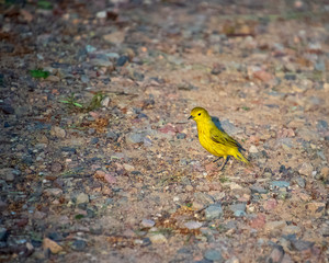 Male Yellow Warbler foraging on the ground near a wetland in the Northwoods