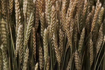 Mowed spike of barley. Agriculture and farming concept