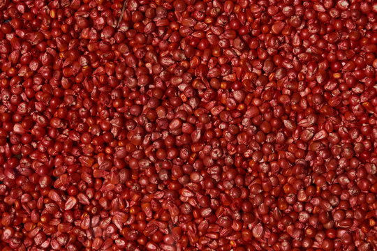 172 145 Best Red Corn Images Stock Photos Vectors Adobe Stock 172 145 Best Red Corn Images Stock Photos Vectors Adobe Stock