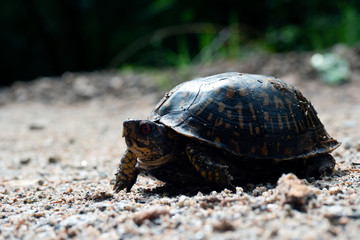 Muddy Eastern Box Turtle crawling across sandy road after rain.
