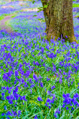 Beautiful bluebells in the forest of Scotland