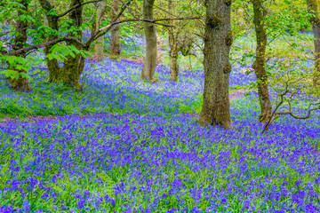 Fototapeta na wymiar Beautiful bluebells in the forest of Scotland