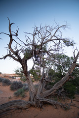 Fototapeta na wymiar Desert Landscapes