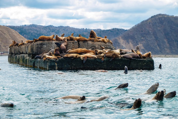 Fototapeta premium Northern sea lion Steller On a bricquator on Sakhalin Island in the city of Nevelsk. eared seal Steller's Rookery