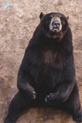Obraz premium Sitting Bear