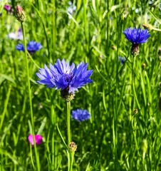 Detailed blue flowers in field