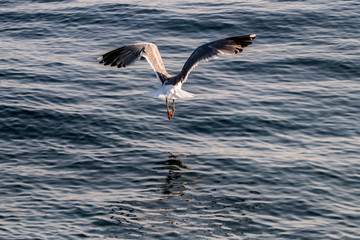 Fototapeta na wymiar seagull on water