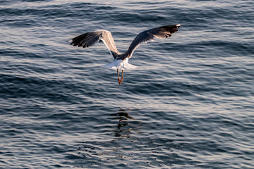 seagull on water