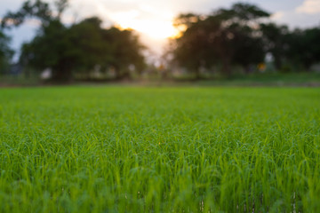 Obraz na płótnie Canvas Green rice seedlings field, Bio agriculture background, Close-up.