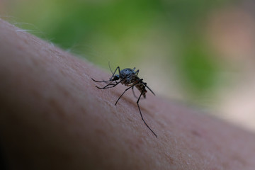 Macro nature