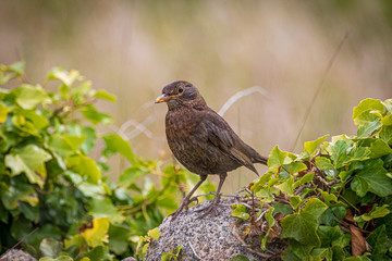bird on branch