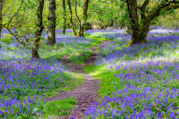 Beautiful bluebells in the forest of Scotland - 272189965