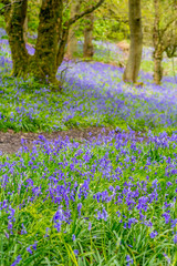 Naklejka premium Beautiful bluebells in the forest of Scotland