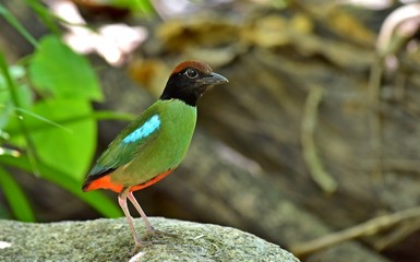 The evacuate Hooded Pitta at the city national park