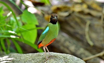 The evacuate Hooded Pitta at the city national park