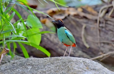 The evacuate Hooded Pitta at the city national park