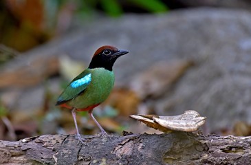 The evacuate Hooded Pitta at the city national park