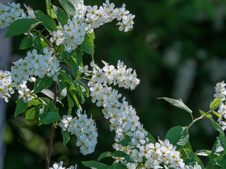 Chokecherry Flower Clusters