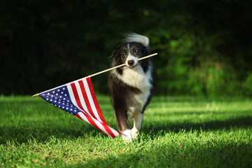 Happy border collie carrying USA flag - obrazy, fototapety, plakaty