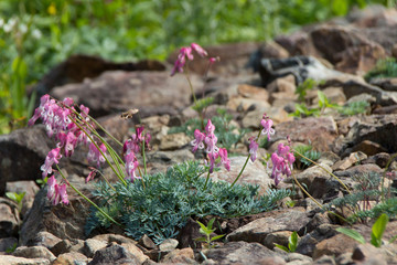 飯網高原大谷地湿原の水芭蕉の群生 長野県長野市 Wall Mural M Taku