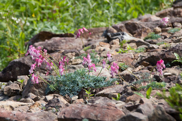 コマクサ／白馬五竜高山植物園／長野県白馬村