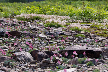 コマクサ／白馬五竜高山植物園／長野県白馬村