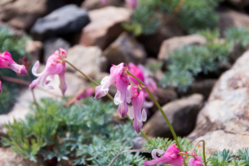 飯網高原大谷地湿原の水芭蕉の群生 長野県長野市 Wall Mural M Taku