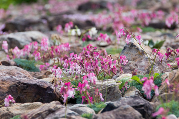 コマクサ／白馬五竜高山植物園／長野県白馬村