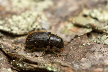 Great spruce bark beetle, Dendroctonus micans on pine bark