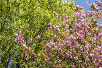 Fototapeta na wymiar 新緑をバックに八重桜の花