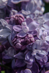Lilac, close-up
