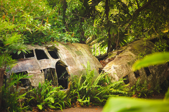 Crashed plane in the rainforest