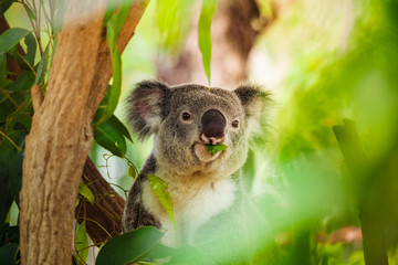 Koala eating eucalyptus on a tree - obrazy, fototapety, plakaty