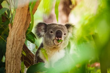 Zelfklevend Fotobehang Koala eating eucalyptus on a tree © Coral_Brunner