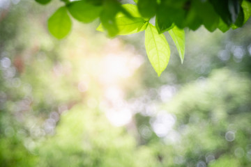 Nature of green leaf in garden at summer. Natural green leaves plants using as spring background cover page greenery environment ecology wallpaper