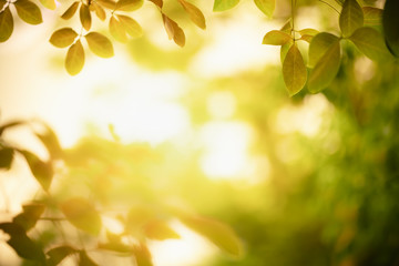 Fototapeta premium Nature of autumn leaf on blurred background in garden using as background natural autumn plants landscape wallpaper