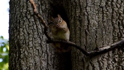 Chipmunk washing up 