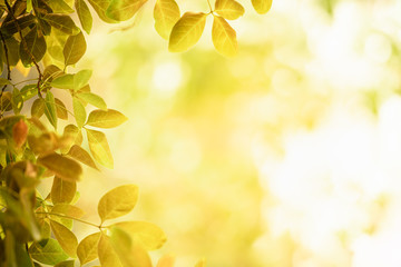 Nature of autumn leaf in garden at summer. Natural leaves plants using as spring background cover page environment ecology wallpaper